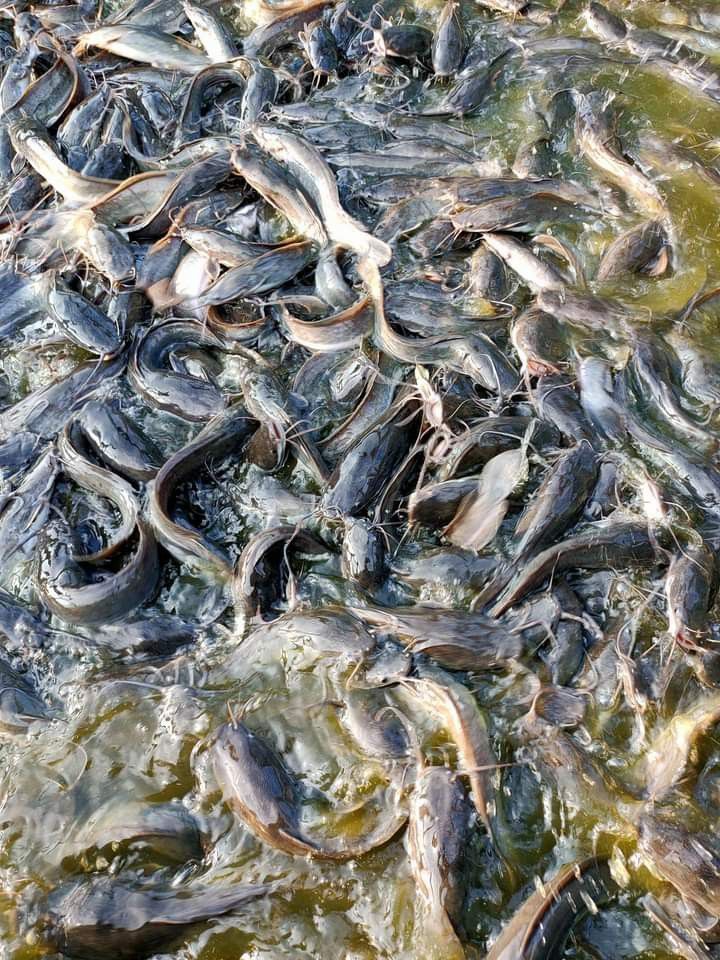 Production aquacole MUKYA SARL